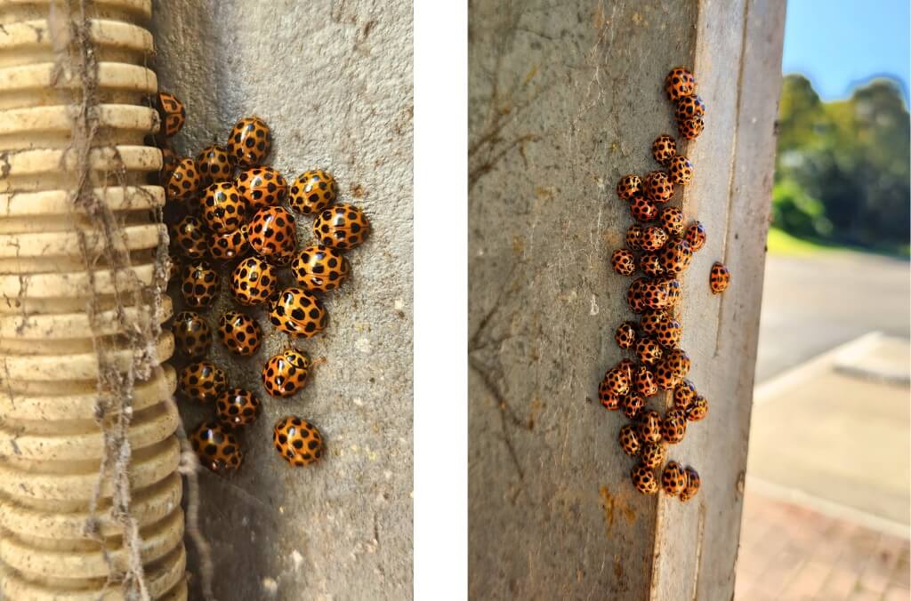 Clusters of Common Spotted Ladybird Beetles