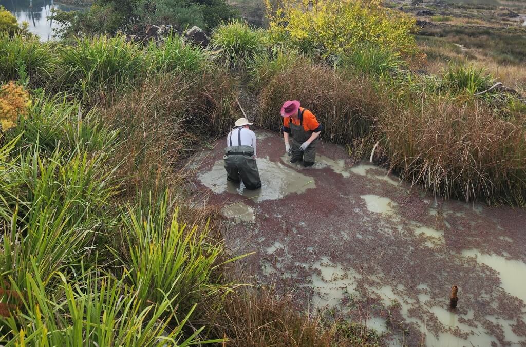 Sydney Olympic Park Wetlands