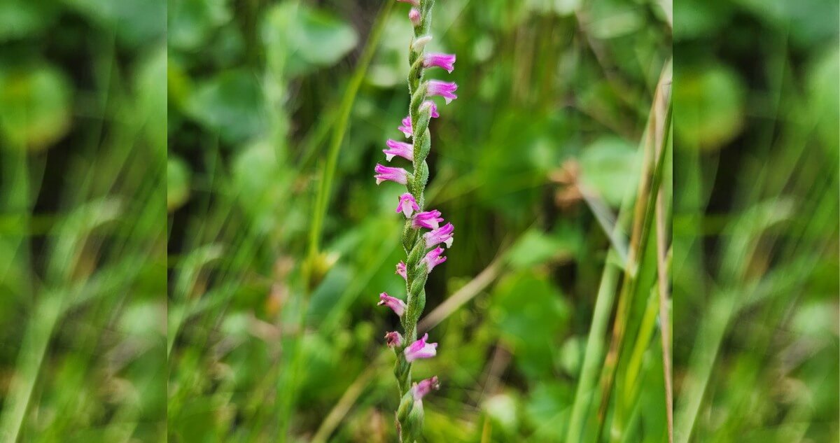 Austral Ladies Tresses