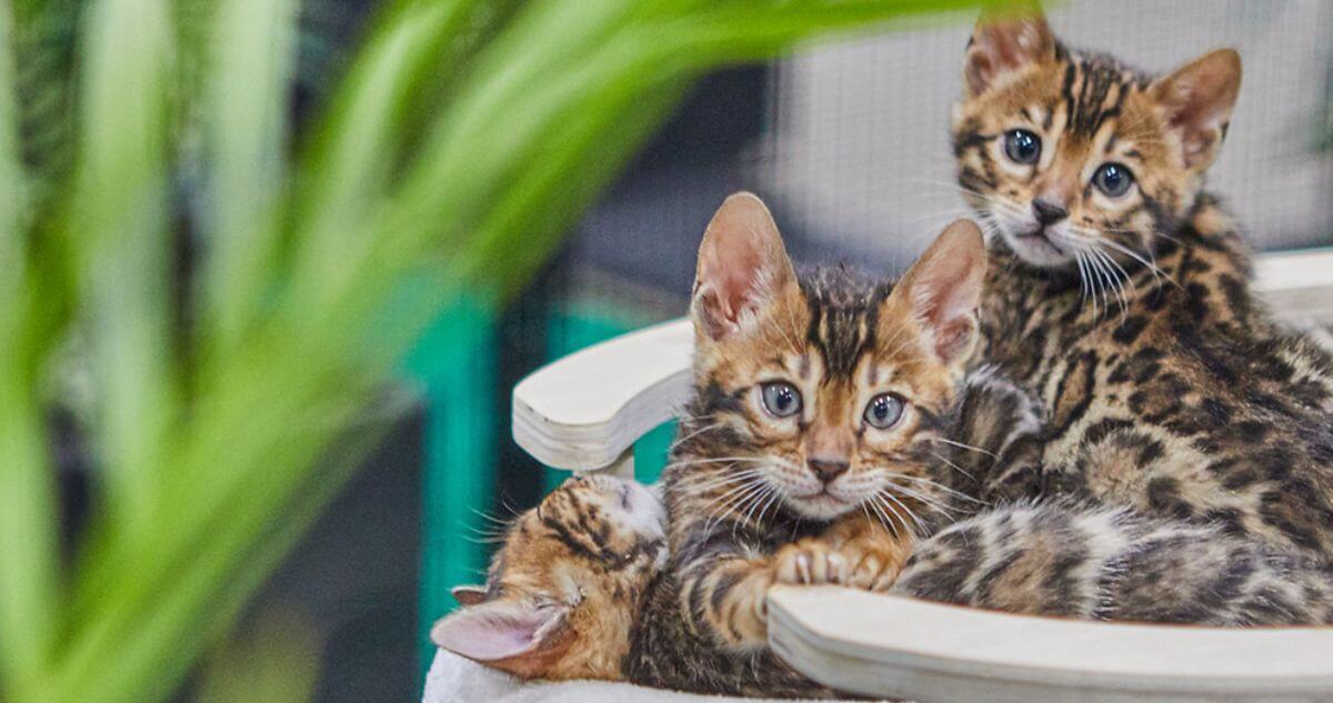 Three kittens with spotted and marbled coats are nestled together.