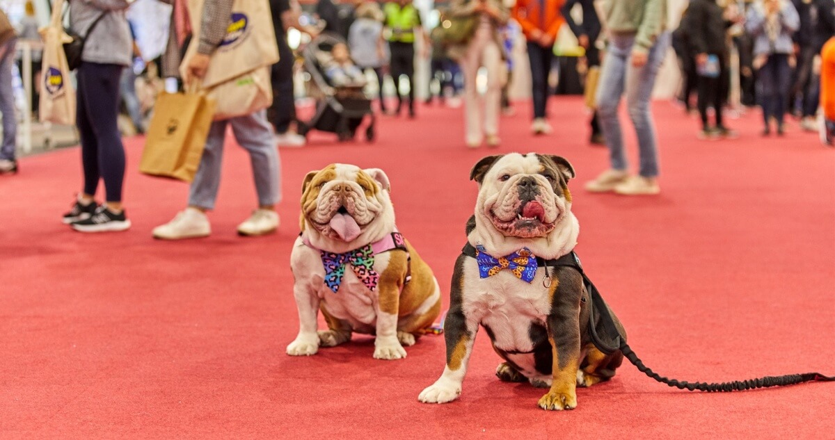 Two bulldogs in bow ties and harnesses sit on a red carpet at the Dog Lovers Festival.