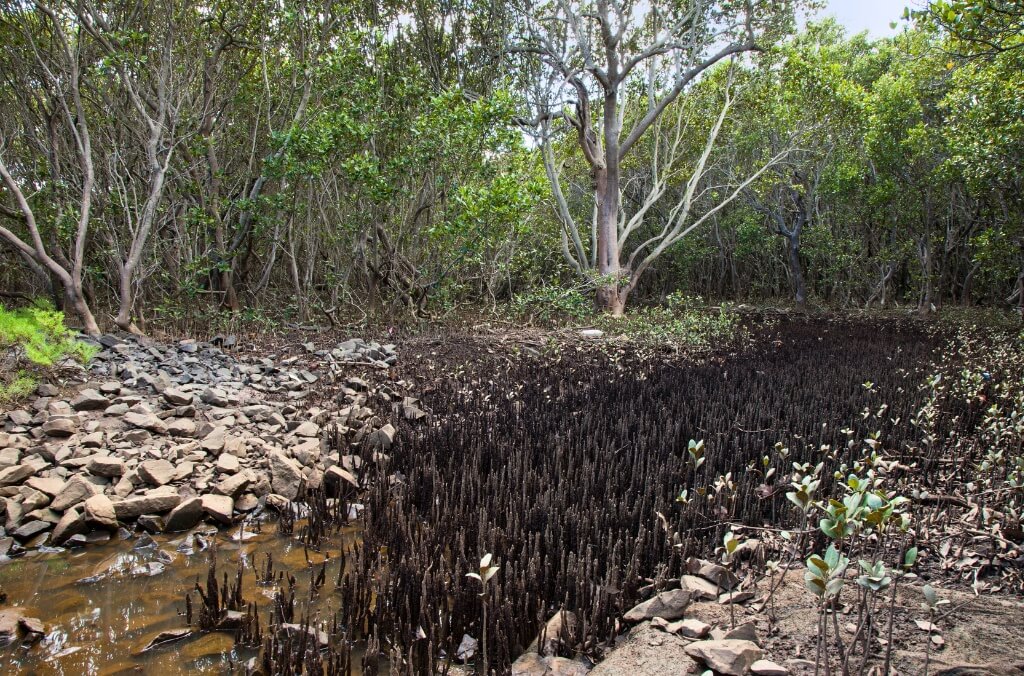A muddy, rocky shoreline transitions into a dense mangrove forest with numerous aerial roots visible in the dark soil.