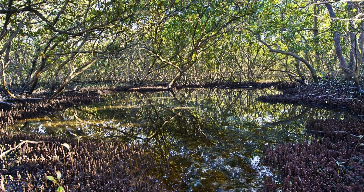 A mangrove forest is reflected in the still, shallow water, with the tangled roots of the trees visible in the foreground.