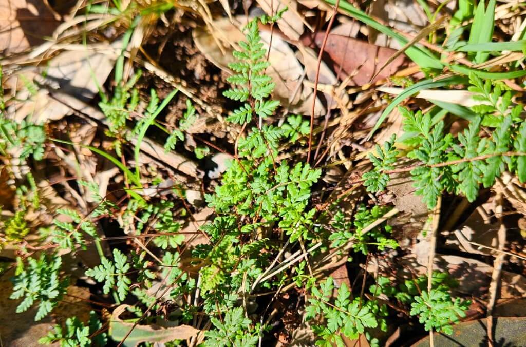 A low-angle close-up shot shows a small clump of green Mulga fern fronds growing amongst dry leaves and sparse blades of grass.