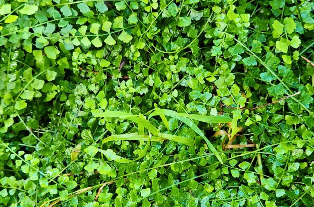 A vibrant green carpet of small, round-leaved Necklace Fern covers the ground, with a few lighter green blades of grass interspersed.