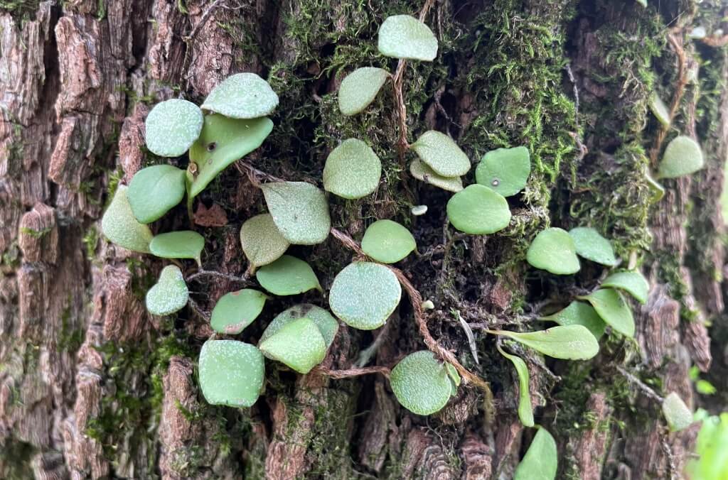 Small green leaves growing on the bark of a tree, surrounded by moss.