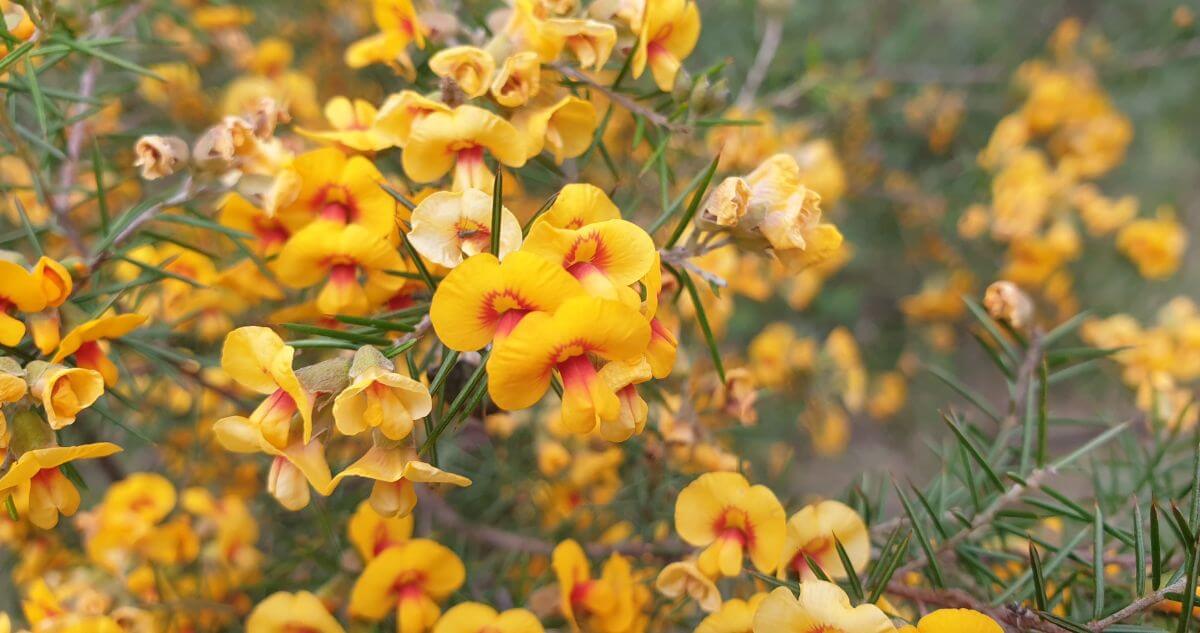 Close-up of a plant with numerous yellow flowers featuring red centers, surrounded by green spiky leaves, with a dense background of similar blooms