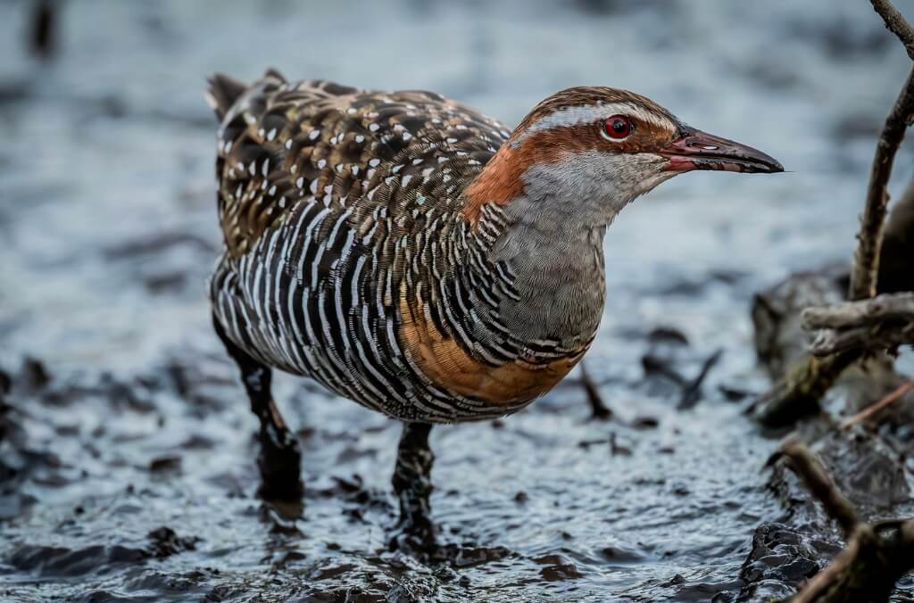 Buff-banded Rail