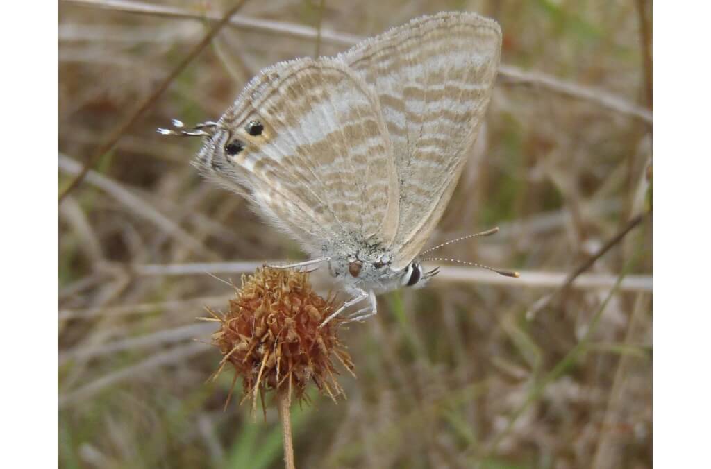 A close-up of a small butterfly perched on a dried brown flower head. The butterfly has delicate, light brown wings with horizontal white stripes and two small black eye-like spots near the edge.