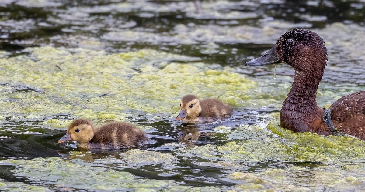 Two adult black swans swim in a pond with four fluffy gray cygnets between them.