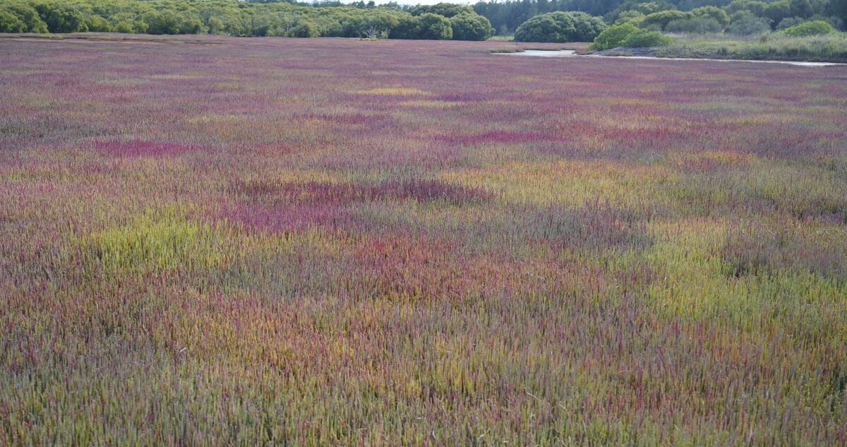 A wide coastal saltmarsh covered in patches of pink, purple, yellow, and green vegetation stretching toward a line of dense green shrubs in the distance.