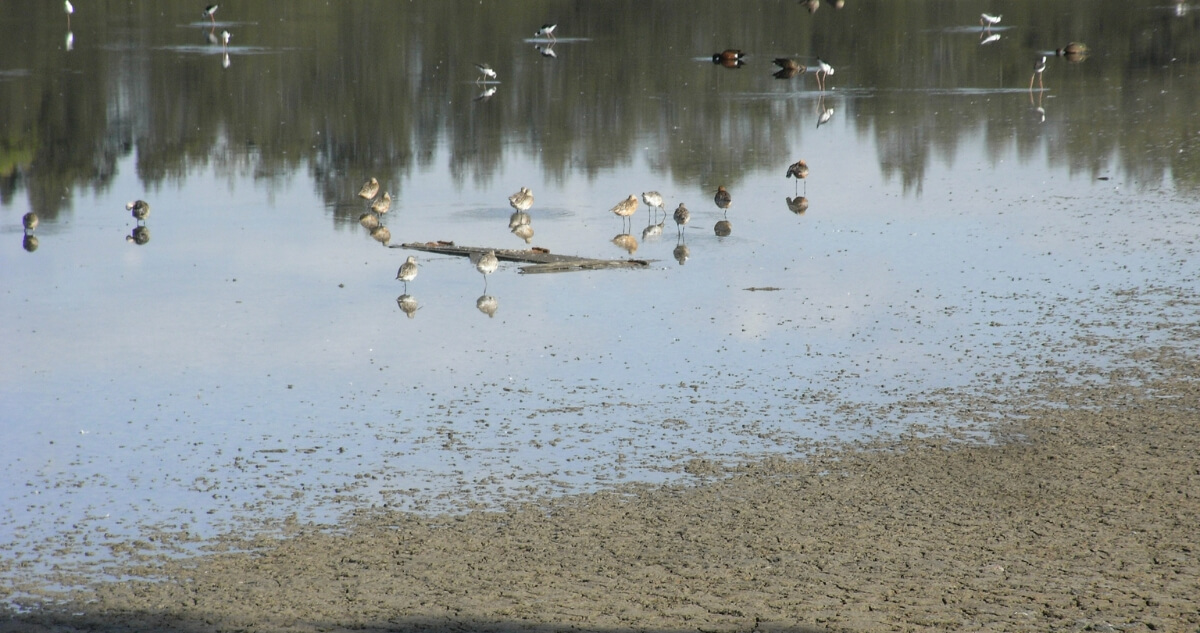 A group of small waterbirds stands and feeds on shallow tidal mudflats beside calm reflective water.