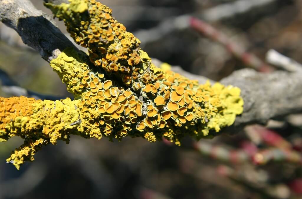 A close-up of common sunburst lichen forms bright yellow-orange clusters covering a sunlit tree branch against a softly blurred background.