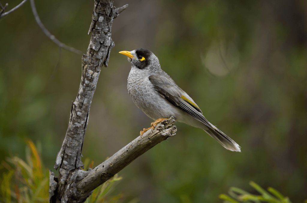 A grey noisy miner with a yellow beak and eye patch perches on a weathered tree branch against a softly blurred green bushland background.