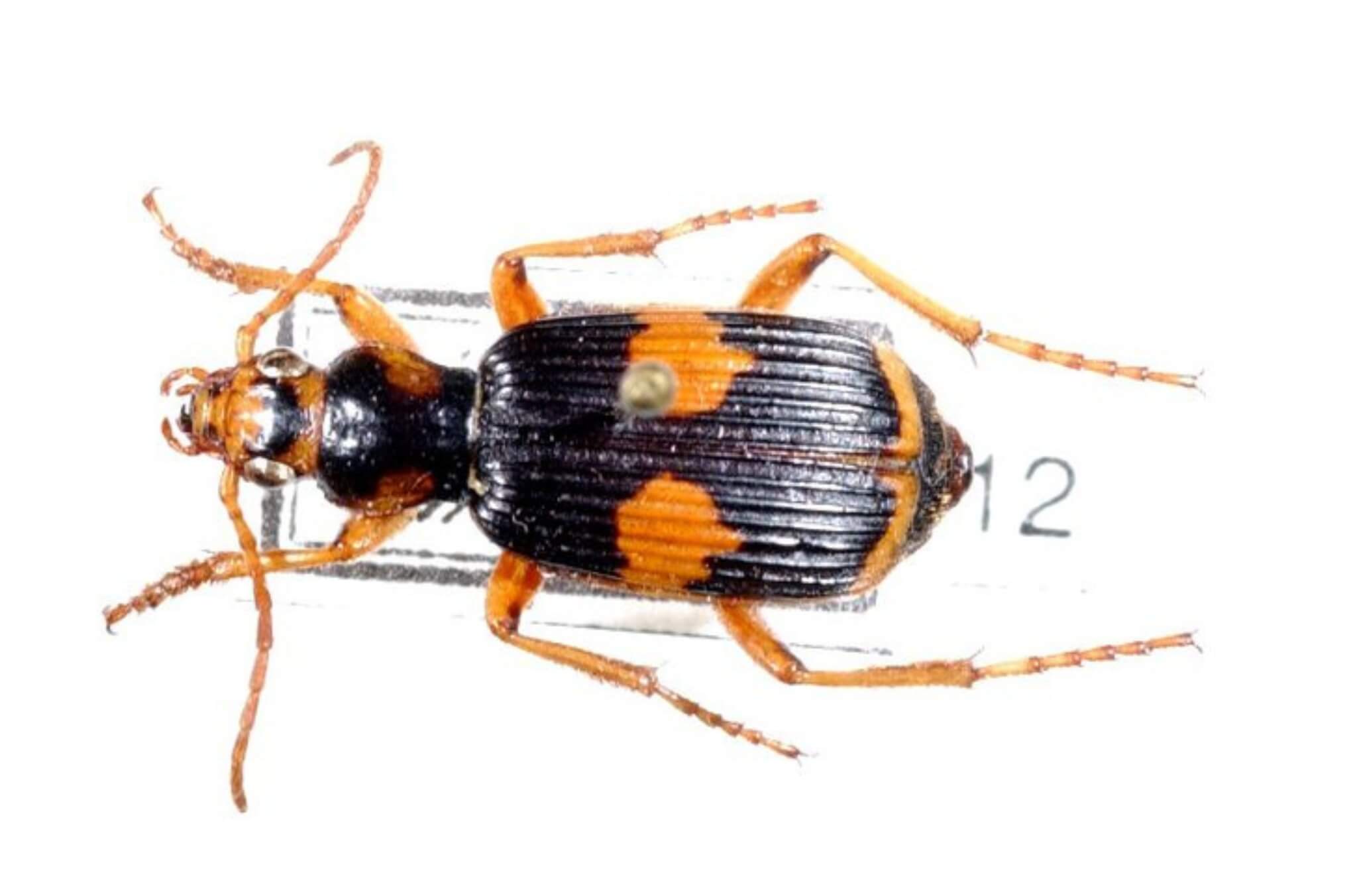 Top-down view of a black beetle with bright orange markings and legs displayed against a white background.
