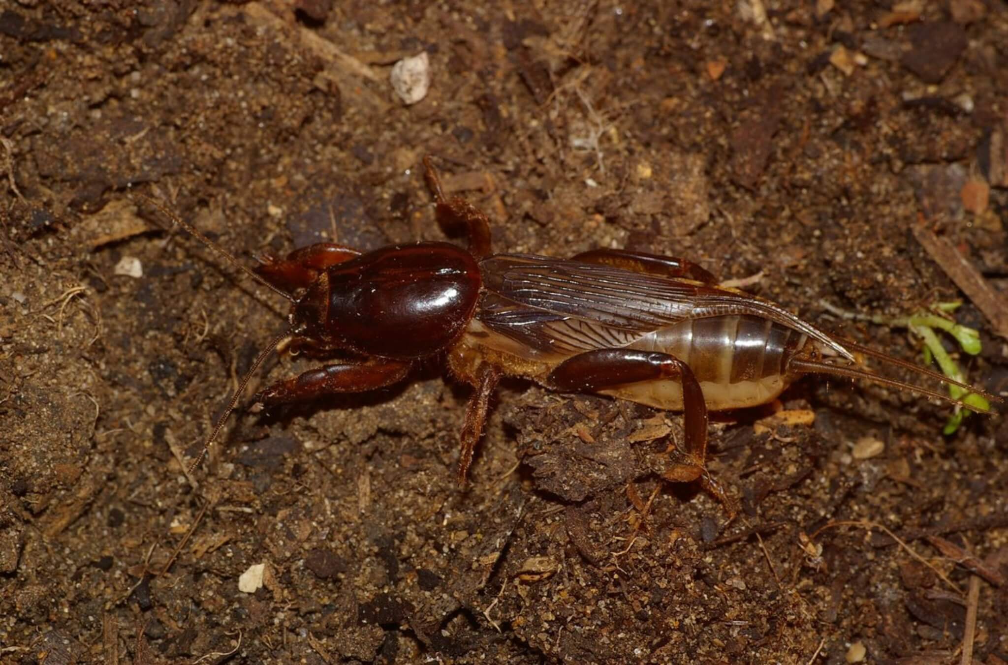 Close-up of a brown mole cricket with large digging forelegs resting on loose soil and organic debris.