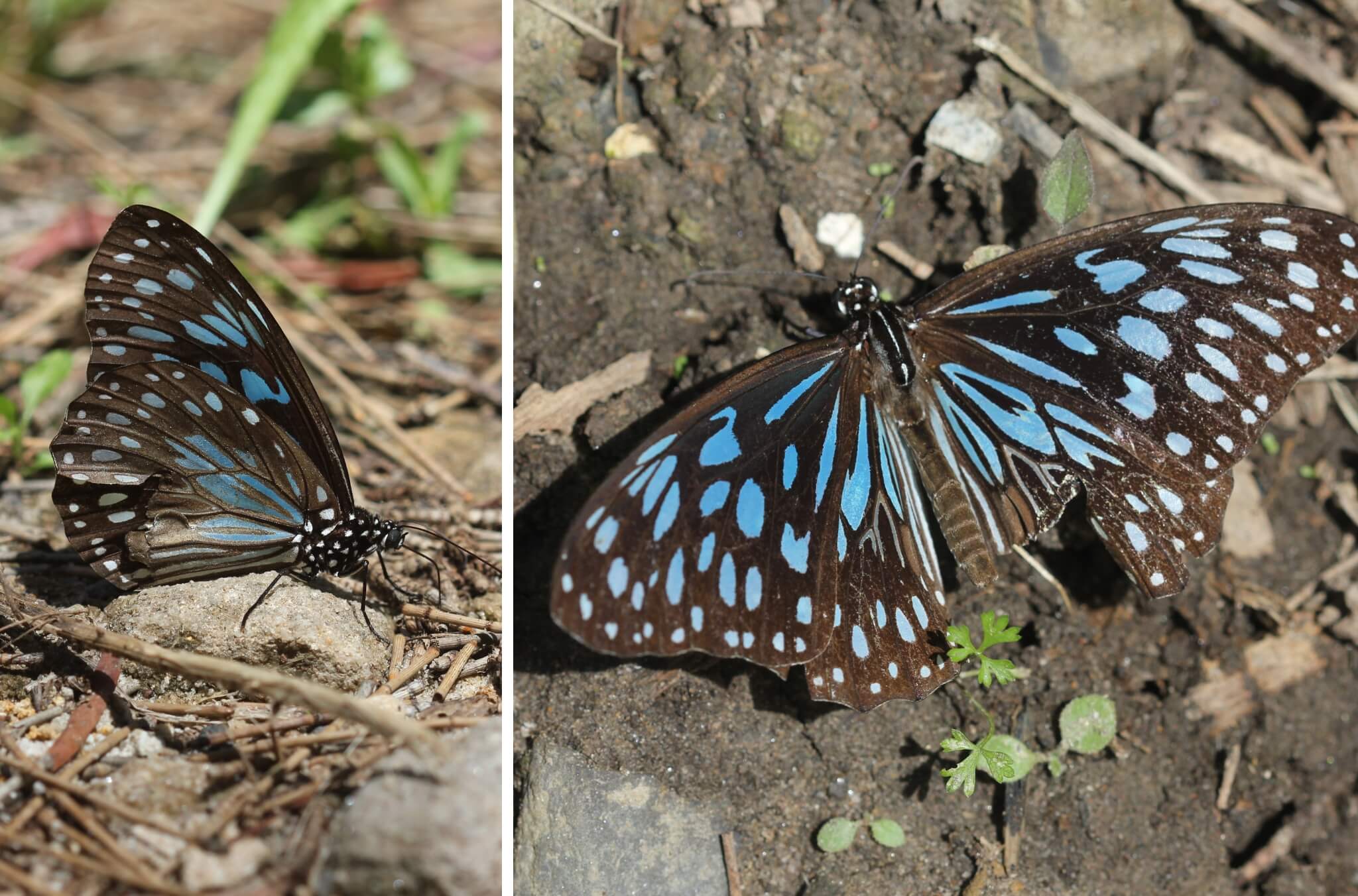 Blue Tiger butterfly with striking blue-spotted dark wings resting on bare soil, shown in side and overhead close-up views.