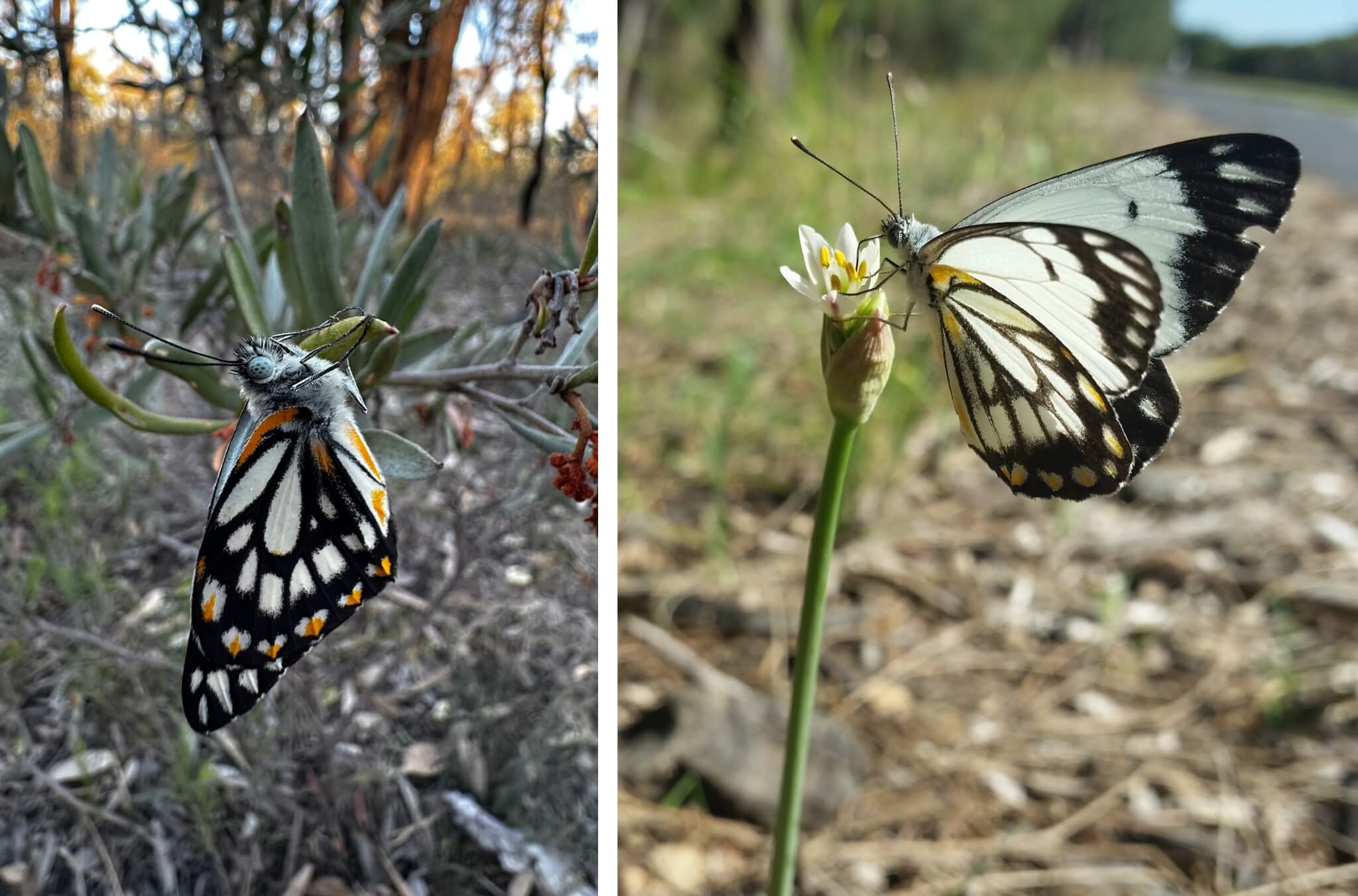 Close-up views of a Caper White butterfly resting on native plants and feeding from a small white flower beside a roadside habitat.