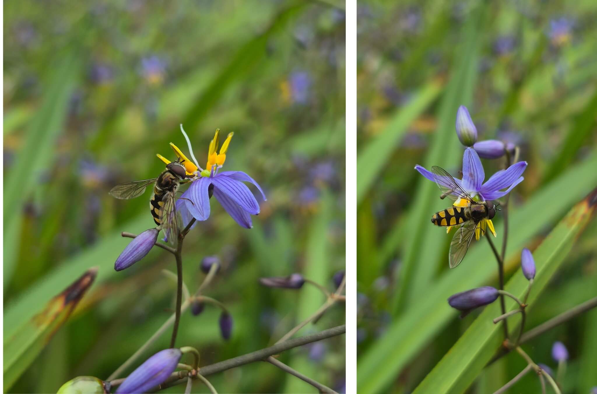 Hoverfly feeding on a delicate purple wildflower amid green foliage, shown in two close-up views with a softly blurred natural background.