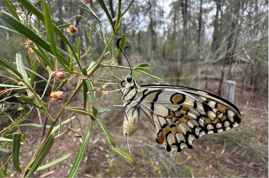 Tiny Pollinators, Big Impact