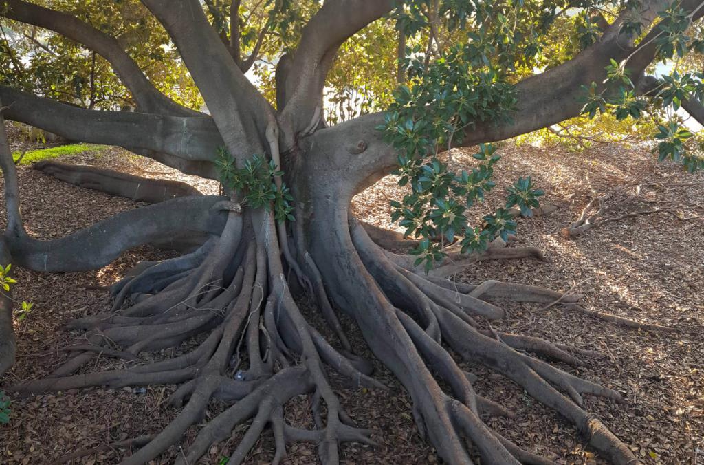 Fig with buttress roots