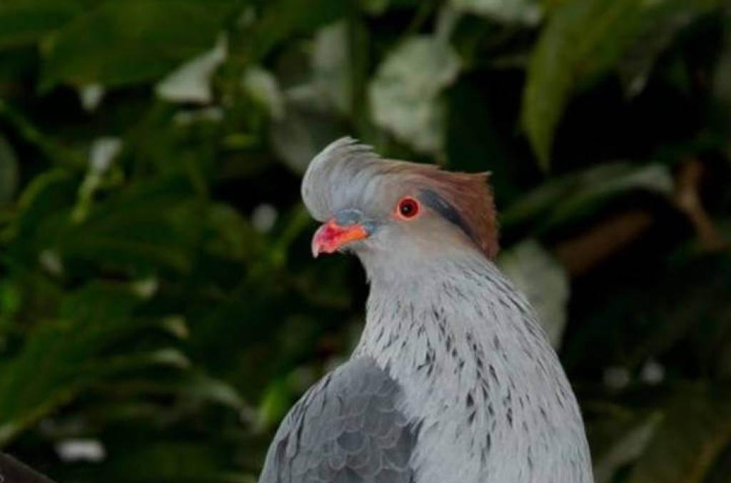 topknot pigeons