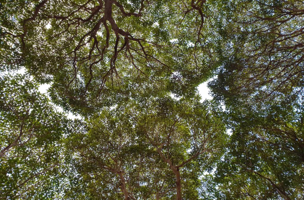 tree canopies
