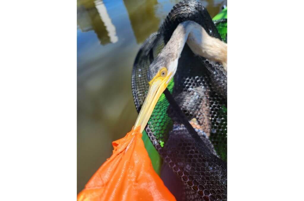 Image of bird with plastic stuck in it beak