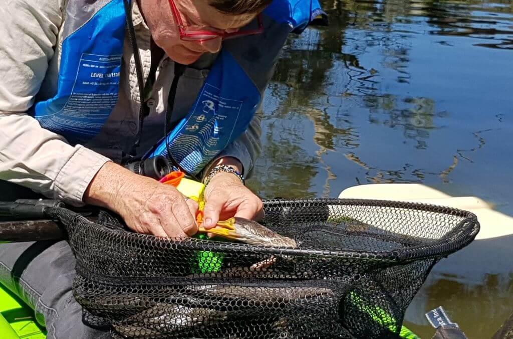 Ecology staff removing fabric around the bill of a Darter