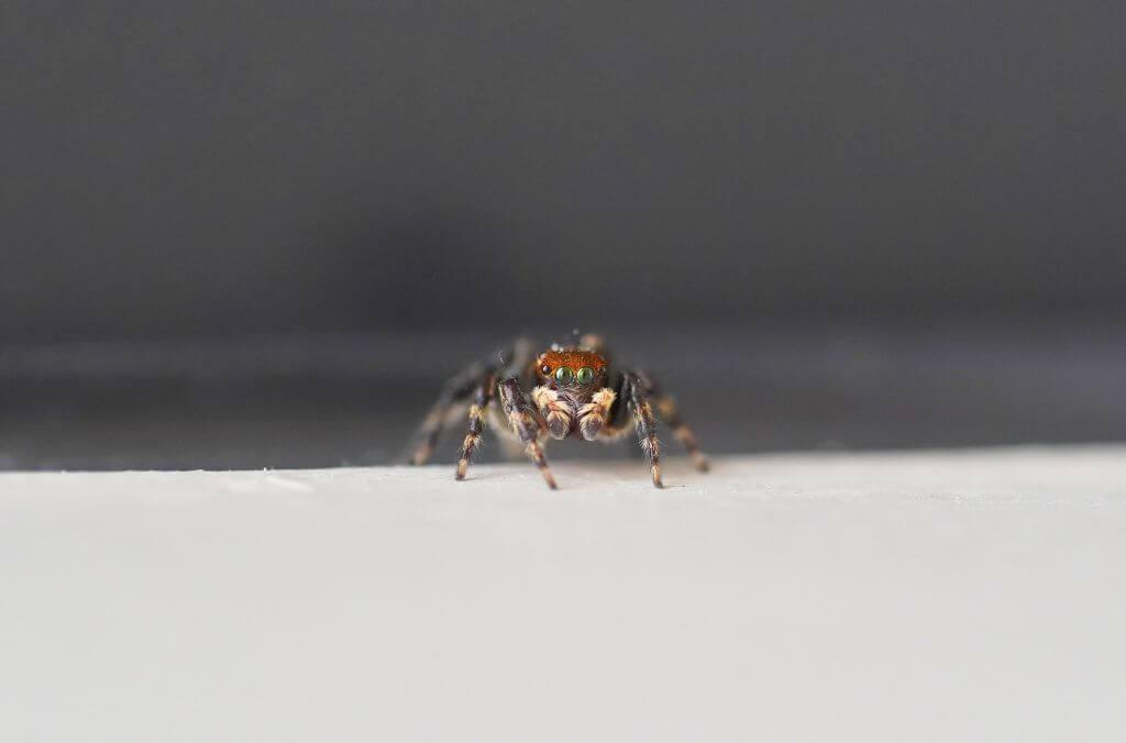 Image of small jumping spider with black and brown stripes