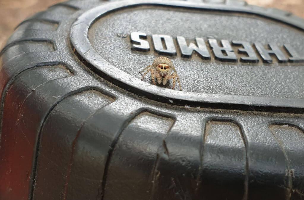 Image of small brown coloured jumping spider siting on a car tire
