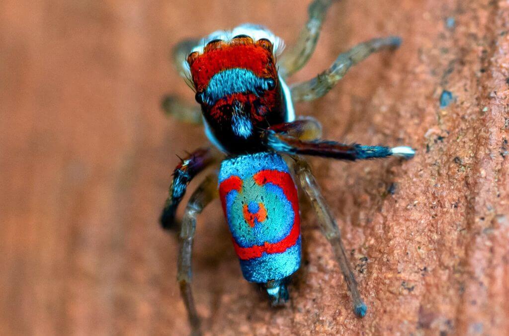 Image of a multi colour small jumping spider