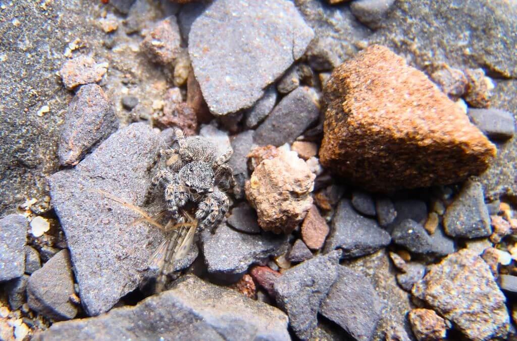 Image of a small jumping spider amongst rocks