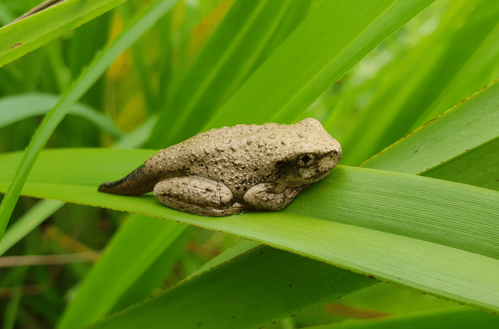 An olive-coloured bumpy-skinned Perons Tree Frog on a green frond.