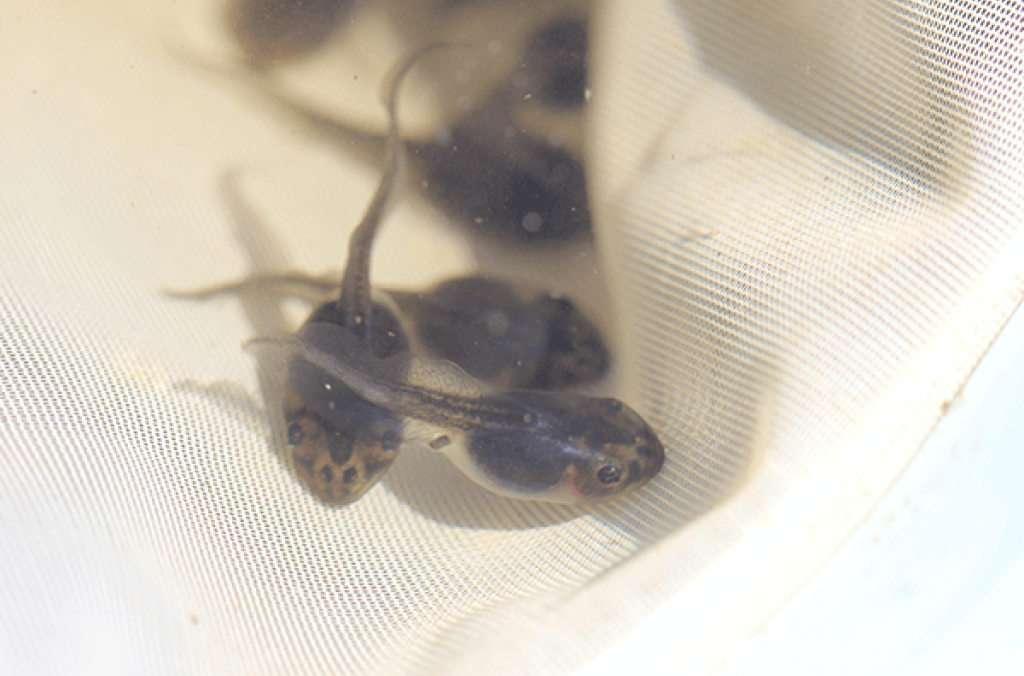 Close-up of Green and Golden Bell Frog tadpoles.