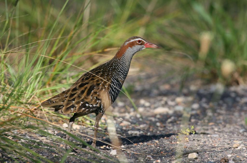 A black, white and chestnut coloured Buff-banded Rail amongst ground vegetation.