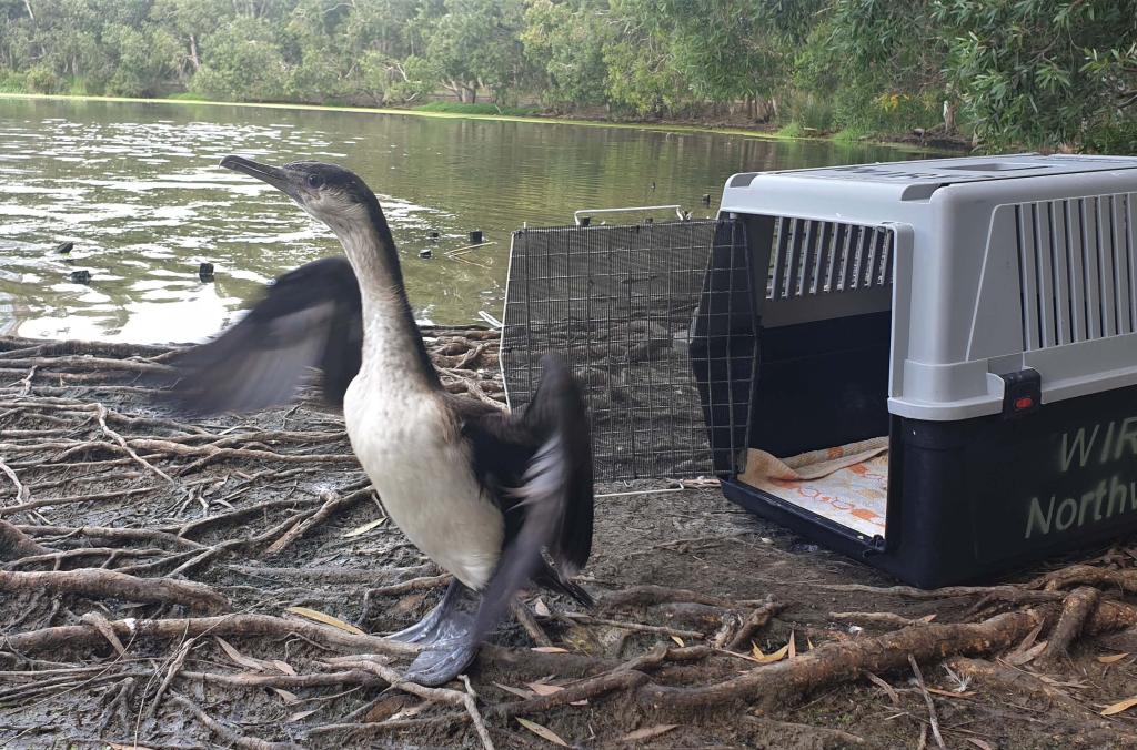 A black and white Pied Cormorant outside a container on mud next to water