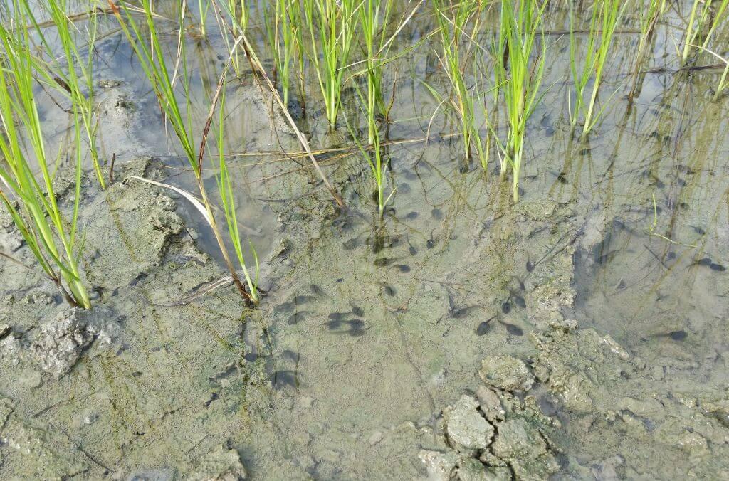 Image of tadpoles in a pond
