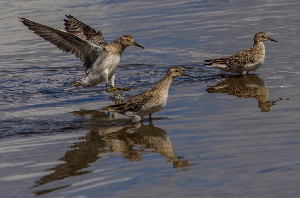 Sharp-tailed Sandpipers © Elizabeth Howell