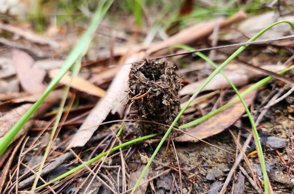 A small, dark brown funnel-ant nest opening, constructed from soil and debris, protrudes from the ground amidst scattered dry leaves and green blades of grass.
