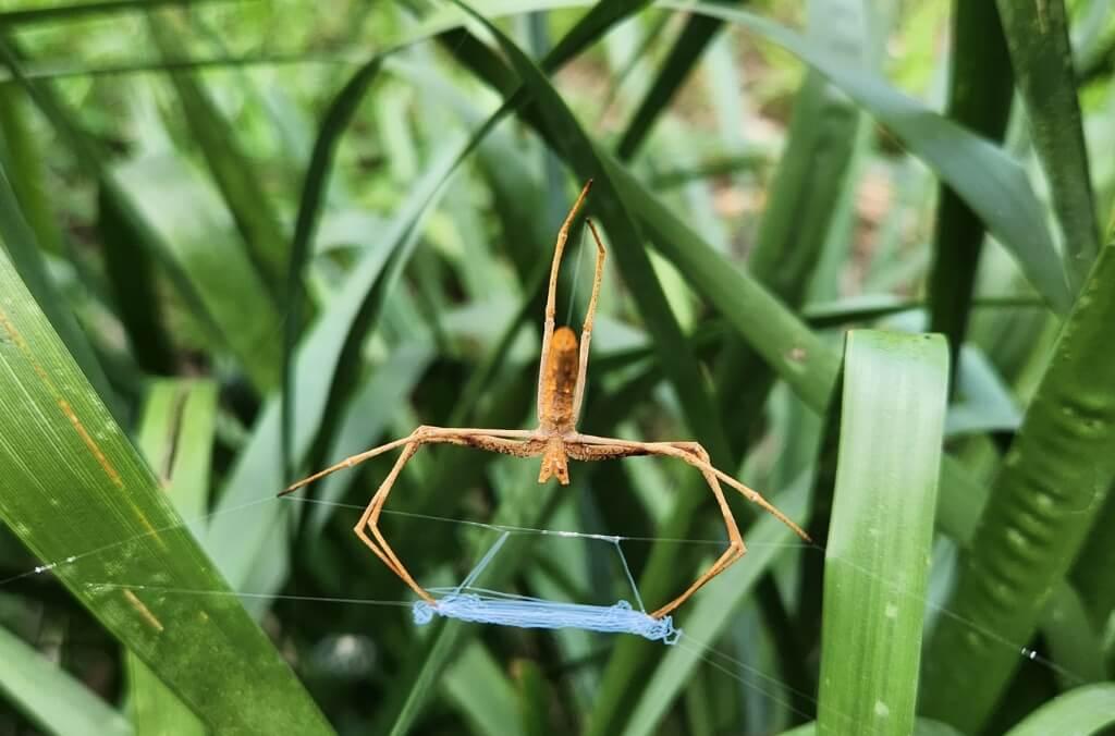 A spider with long, slender legs and a stick-like body is suspended in the center of its web among green grass blades, with a distinctive blue zigzag silk pattern below it.