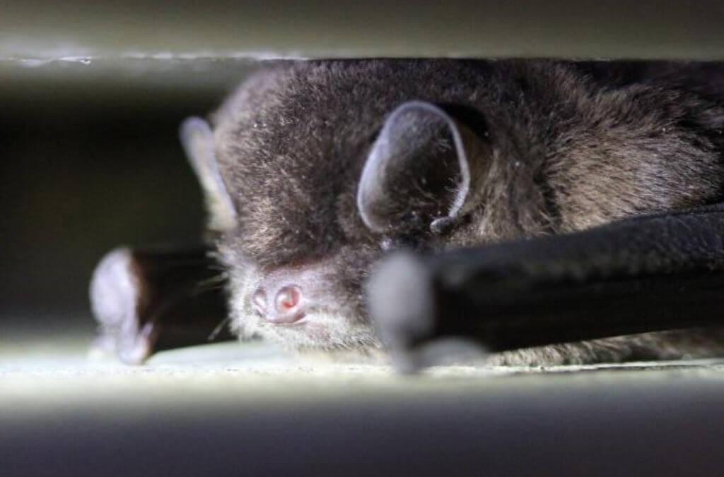 A close-up image of a bat resting with its eyes closed, showing its face and ears in detail.