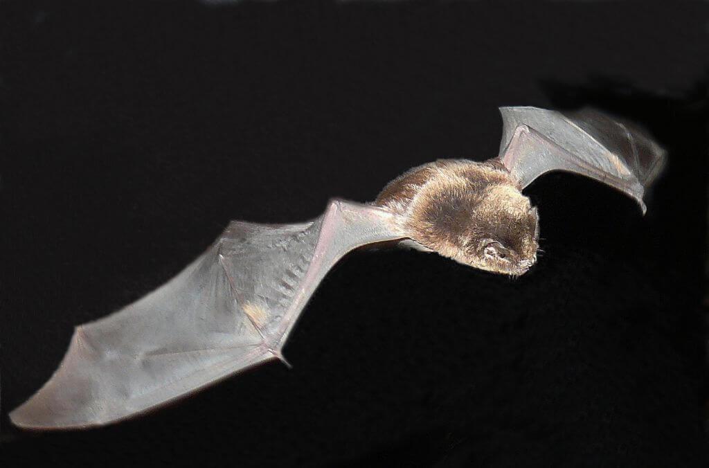 A bat with outstretched wings flying against a dark background.
