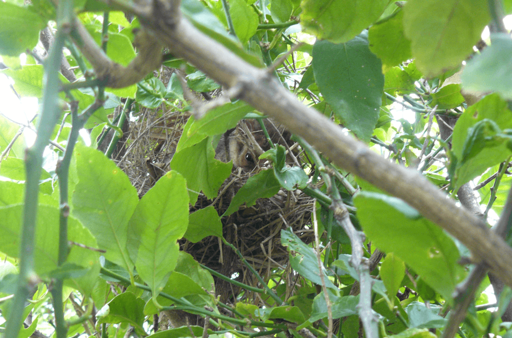 A small possum peeks out from a nest tucked among dense green leaves and branches.
