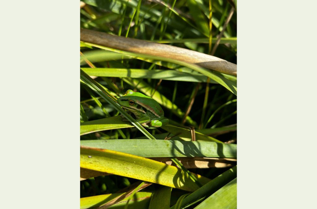 A small green frog sits among overlapping, sunlit blades of grass with strong shadows and varied textures.