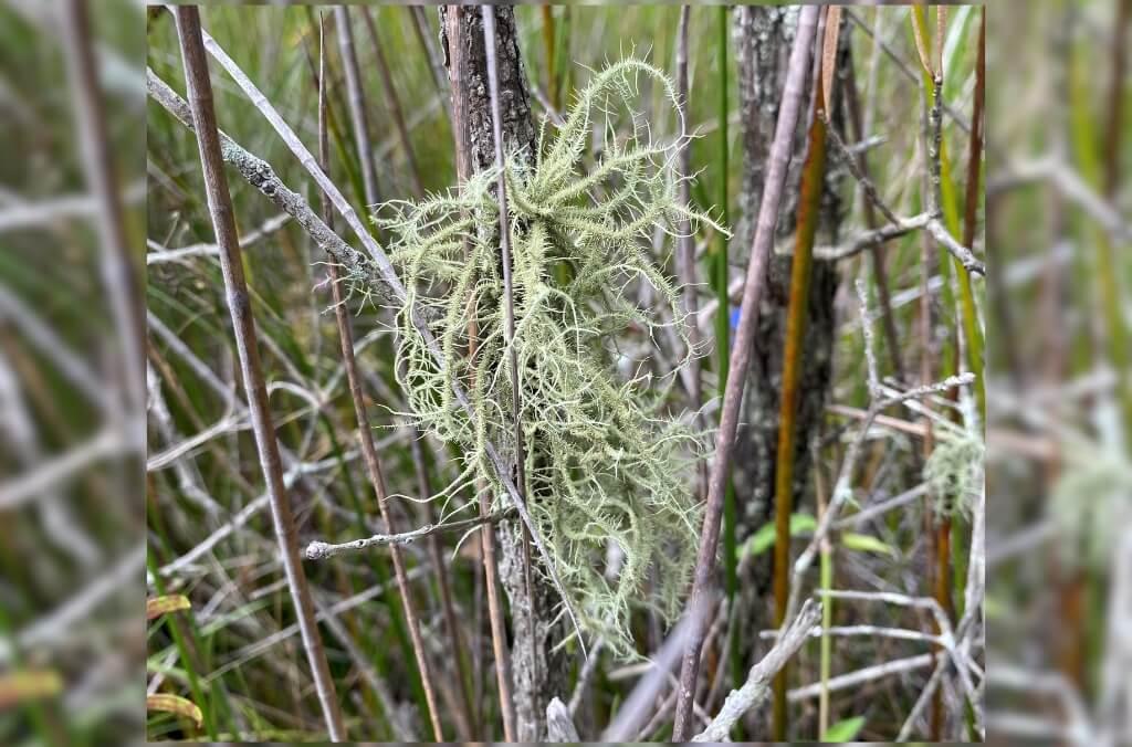 A pale green bristly beard lichen hangs in tangled strands from thin shrub branches amid dense wetland vegetation.