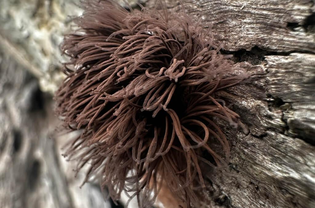 A close-up of chocolate tube slime mould shows dense clusters of slender brown tendrils emerging from decaying wood, highlighting their intricate texture and form.