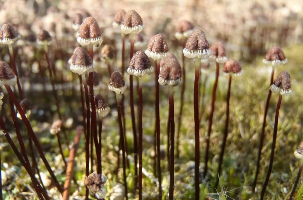 A cluster of tiny licorice strap liverwort sporophytes with slender dark stems and brown cone-shaped capsules rises from a mossy forest floor in soft natural light.