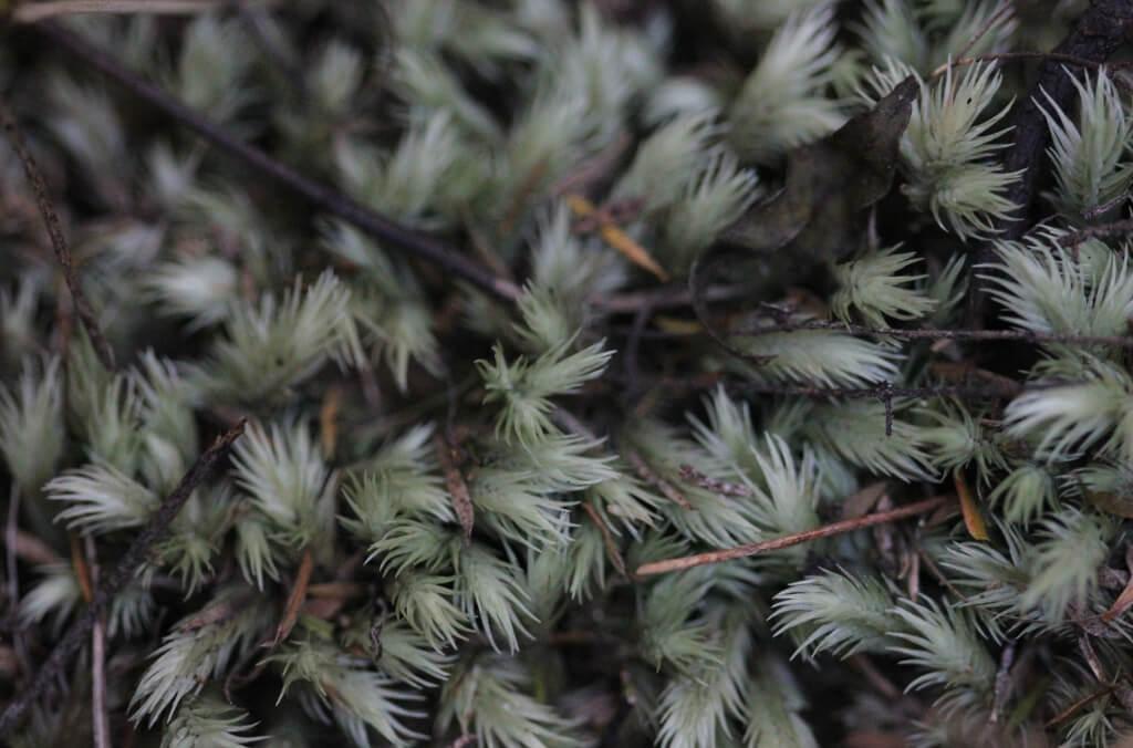 A dense carpet of pale green milk moss covers the forest floor, with star-shaped shoots emerging among twigs, leaf litter and low vegetation.