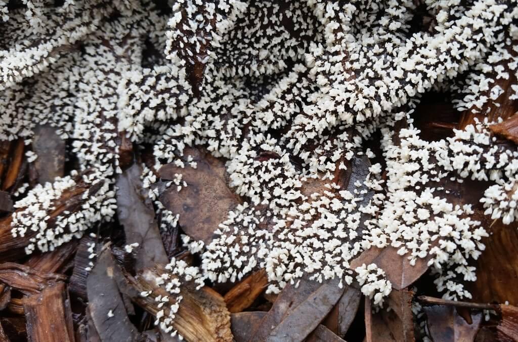 A close-up of white carnival candy slime mould forms dense clusters of tiny branching structures across damp leaf litter and wood chips on the forest floor.